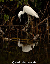 Fishing - Image taken in SW Florida with a Nikon 200, 300... by Mark Westermeier 